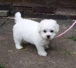 Chiots bichon frise recherche famille