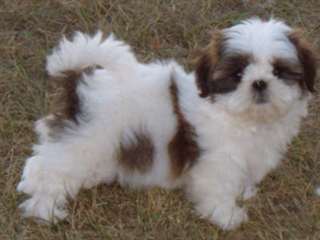 NOUS AVONS DES TRES BEAUX CHIOTS SHIH TZU