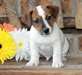 Chiots jack russel disponible. - photo 1