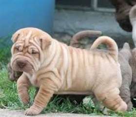 Chiots shar pei chinois pour adoption