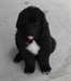 Chiots terre neuve pour adoption gratuit ... non L - photo 1
