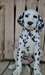 Chiots dalmatien disponible pour adoption - photo 1