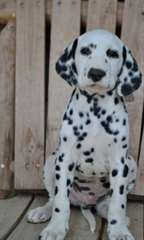 Chiots dalmatien disponible pour adoption