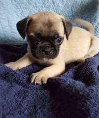 Superbes chiots Carlin
