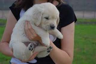 tres mangnifique Chiot type golden retriever femel
