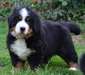 Chiots Bouvier Bernois recherche une famille - photo 1
