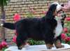 Chiots Bouvier Bernois recherche une famille - photo 1
