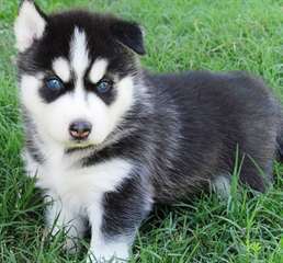 Chiots sibérien œils bleue Appelez 878-302-1195