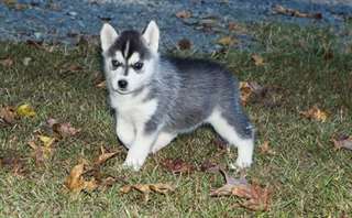 Adorables chiots Siberian Husky