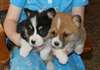 Pembroke Welsh Corgi chiots à vendre - photo 1