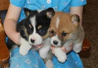 Pembroke Welsh Corgi chiots à vendre