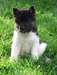 Beau akita chiots mâle et femelle disponible - photo 1