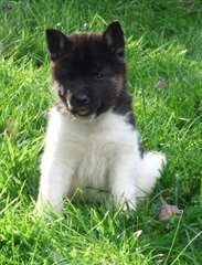 Beau akita chiots mâle et femelle disponible