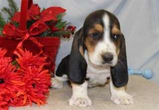 Beau Basset Hound chiots mâle et femelle disponibl