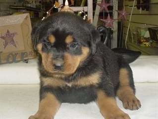 Magnifique Rottweiler mâle et femelle chiots