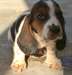 Bassett chien chiot à vendre - photo 1