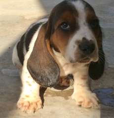 Bassett chien chiot à vendre