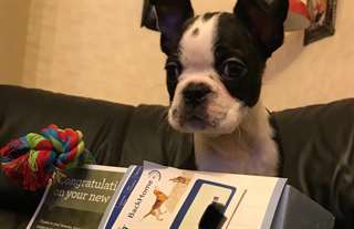 Chiots Boston Terrier à vendre