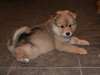 Pomsky belle chiots à vendre - photo 1