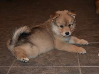 Pomsky belle chiots à vendre