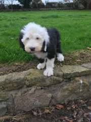 Vieux Berger Anglais Chiots