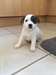 Disponible Noël Jack Russell chiot - photo 1