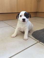 Disponible Noël Jack Russell chiot
