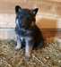 Chien de berger allemand doux - photo 1