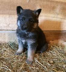 Chien de berger allemand doux