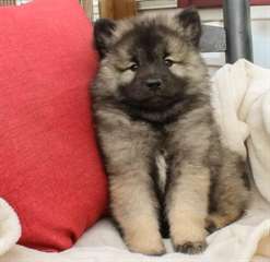 Amazing chiots Loulou