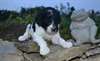 Adorable caniche chiots - photo 1