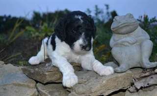 Adorable caniche chiots