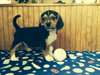 Nettoyer les chiots Beagle - photo 1