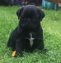 Nettoyer les chiots Pug