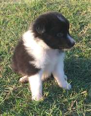 Nettoyer les chiots Shetland Sheepdog