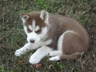 superb chiots siberien recherche dune famille