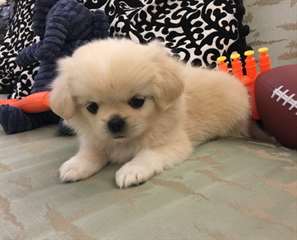 manifique chiot maltese  de pure race 