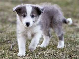 sublime pure race de chiot bordocollie