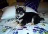 deux chiots siberien  de famille disponible - photo 1