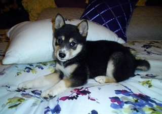 deux chiots siberien  de famille disponible