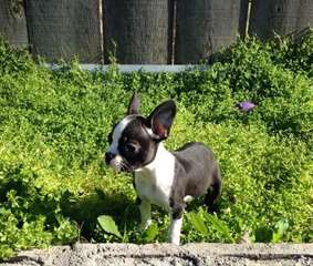 Charmant chiots Boston Terrier