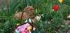 Charmant chiots Dogue De Bordeaux - photo 1