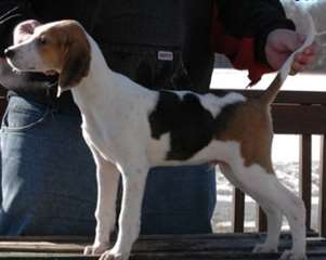 Charmant chiots Foxhound