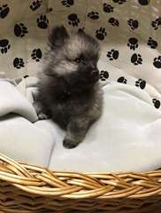 Loulou disponible chiots à vendre