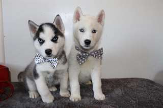 Chiots Siberian Husky enregistrés POUR RE HOME