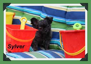 Chihuahua poils long mâle bringé bleu Top Qualité