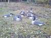 appelants outardes - photo 1