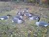 appelants outardes - photo 2