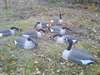 appelants outardes - photo 3