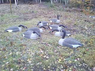 appelants outardes